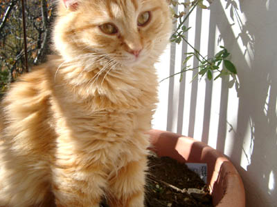 gilda